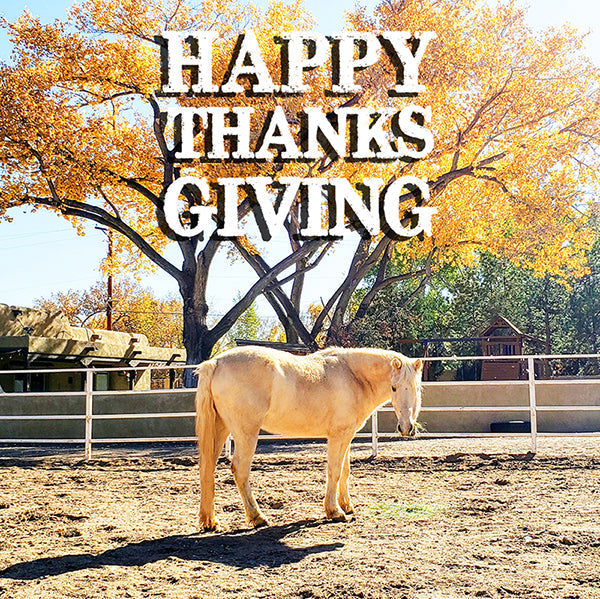 Four Barn Moments I'm Thankful For